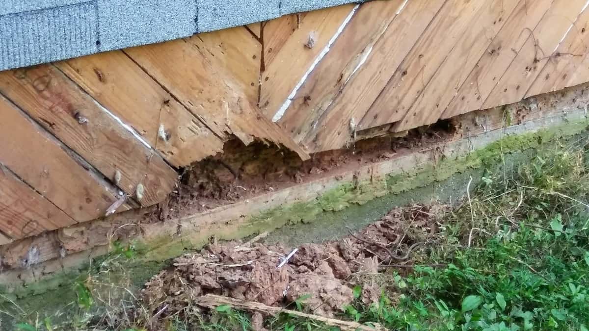 She-Shed Take 3: Termite Damage