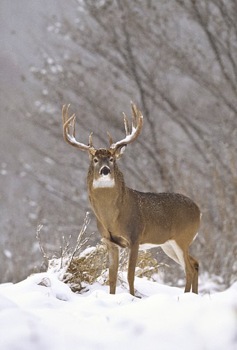 white tail buck in snow original photo