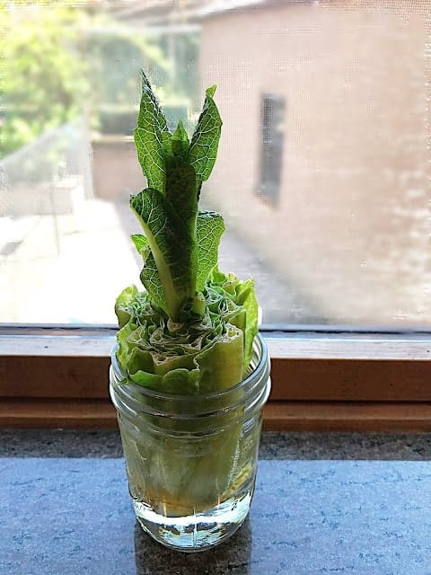 Growing Romaine Lettuce-min