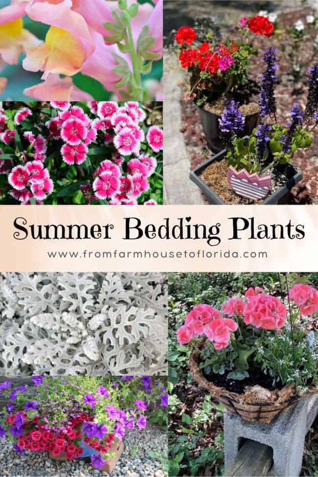 Summerthyme-Bedding-Plant-from farmhouse to florida-min