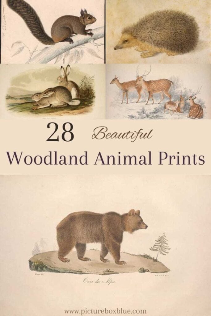 28 beautiful woodland animal prints.