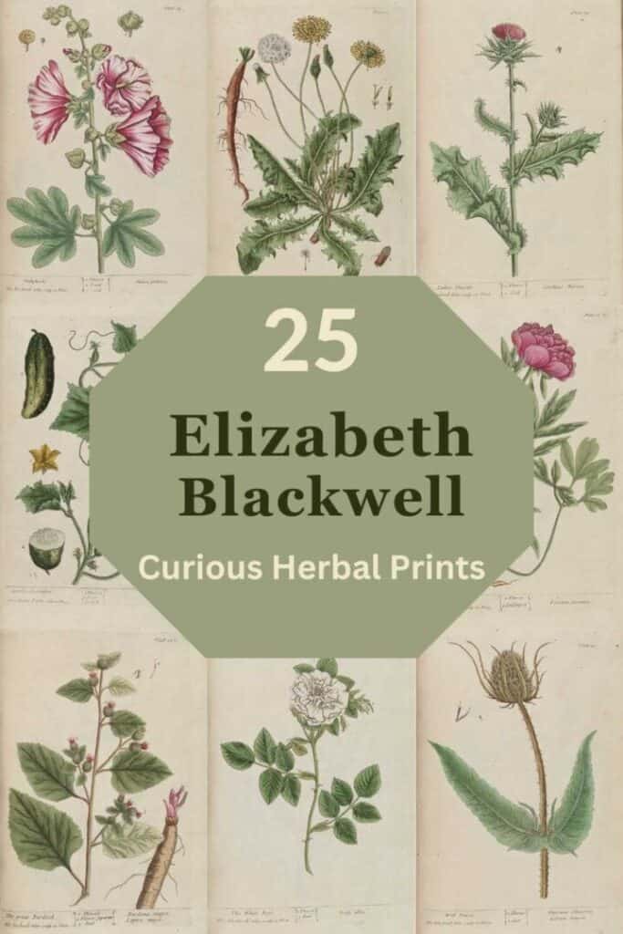 25 curious herbal prints by elizabeth blackwell.