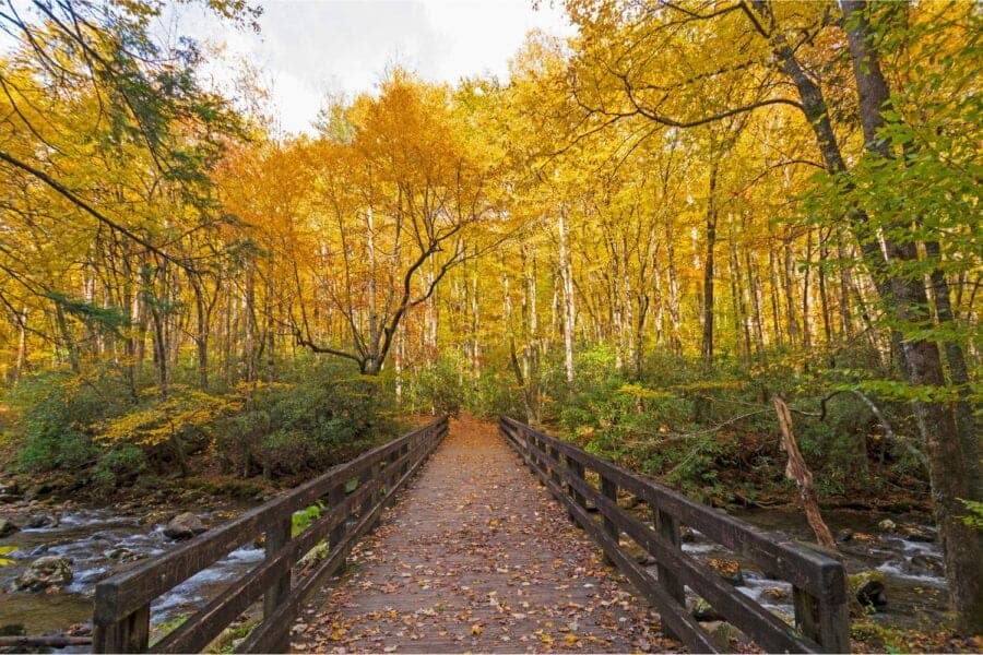 A wooden footbridge leading through a forest with autumnal golden leaves.