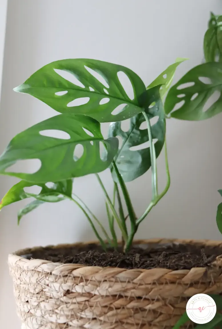 Monstera adansonii plant with distinctive hole-filled leaves, growing in a woven basket planter against a soft, neutral background.