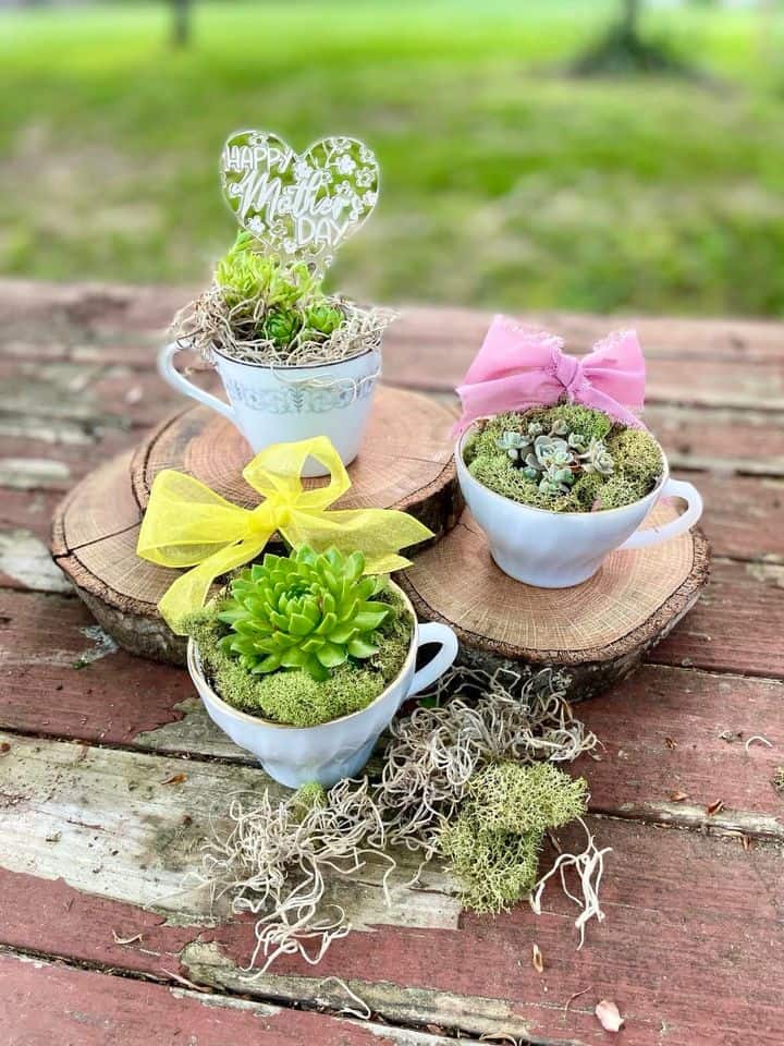 Three white teacups filled with succulents, moss, and decorative bows are arranged on wooden slabs. One teacup has a heart-shaped sign that reads "Happy Mother's Day.