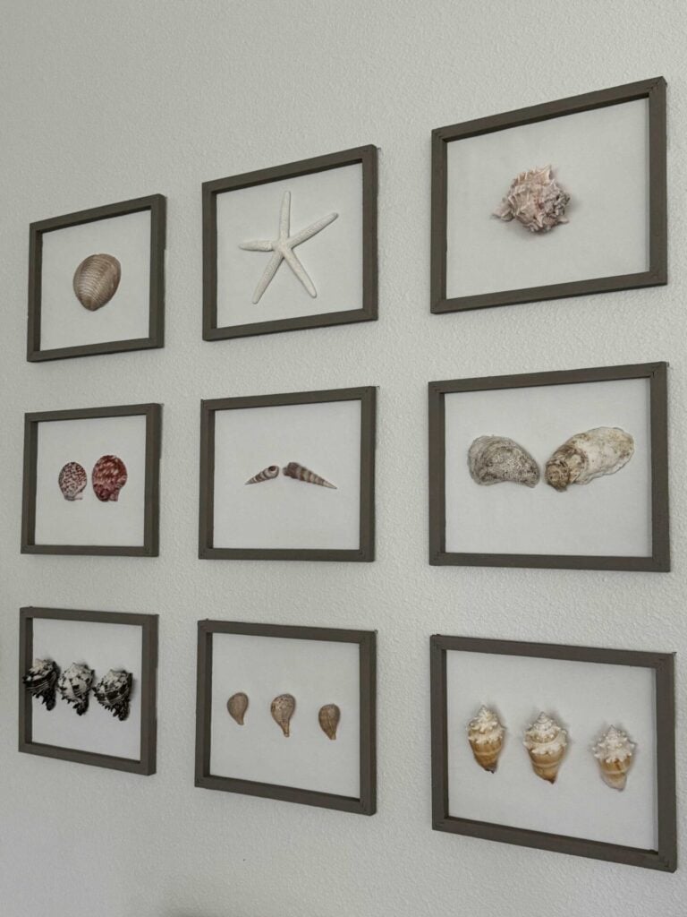 Wall display featuring nine framed collections of various seashells and starfish, arranged in a 3x3 grid pattern.