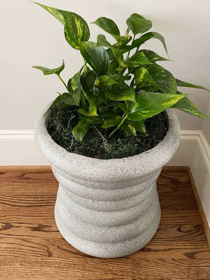 A green plant with variegated leaves in a textured, light gray planter sits on a hardwood floor against a beige wall.