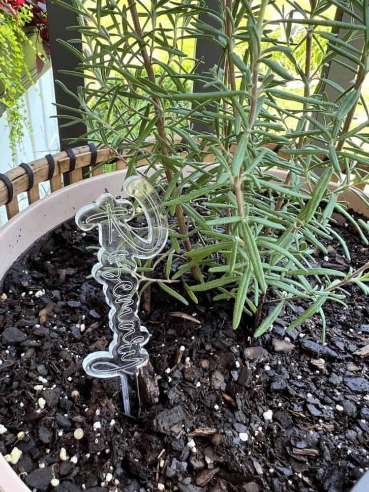 A potted rosemary plant with a clear acrylic label stick reading "Rosemary" inserted in the soil. The plant has green, needle-like leaves and is situated on a patio with other greenery nearby.