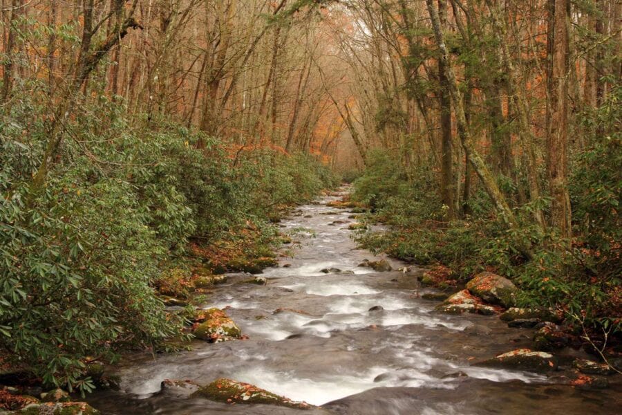 A narrow creek flows through a dense forest, lined with rocks and green foliage. The trees show a mix of green and autumn colors.