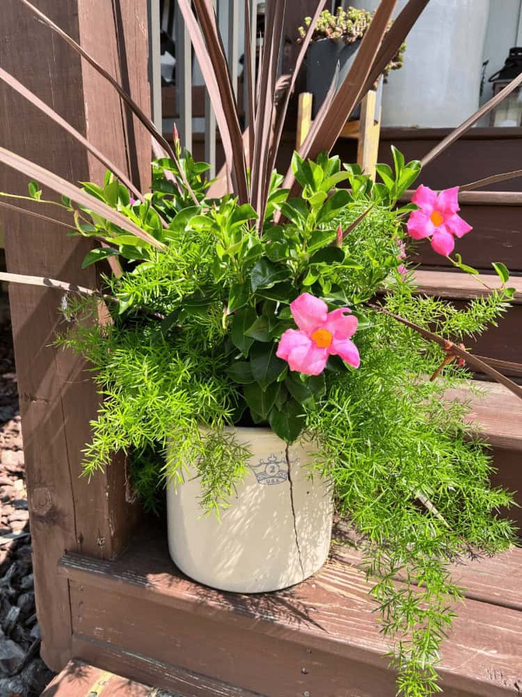 Potted plant with green foliage and pink flowers placed on wooden steps in a sunny outdoor setting.