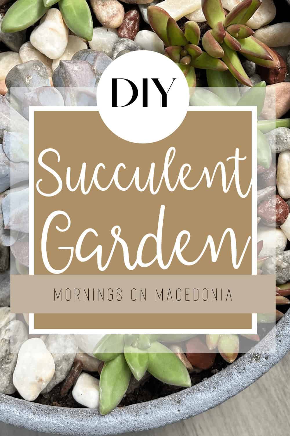 Close-up of a potted succulent garden with pebbles, overlaid with text reading "DIY Succulent Garden - Mornings on Macedonia.