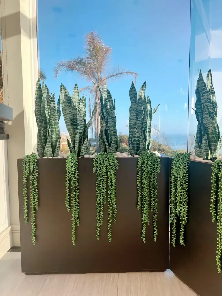 Tall snake plants and trailing succulents are arranged in rectangular black planters beside a large window with a view of a palm tree and the ocean outside.