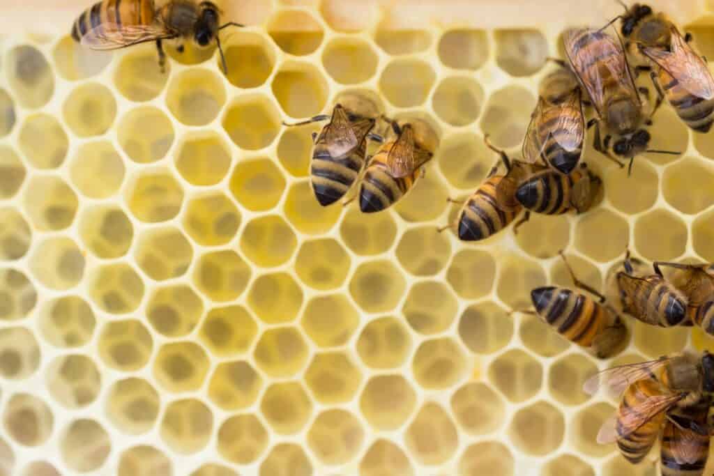 Close-up of honeybees on a honeycomb, showing hexagonal wax cells and several bees working on the surface.